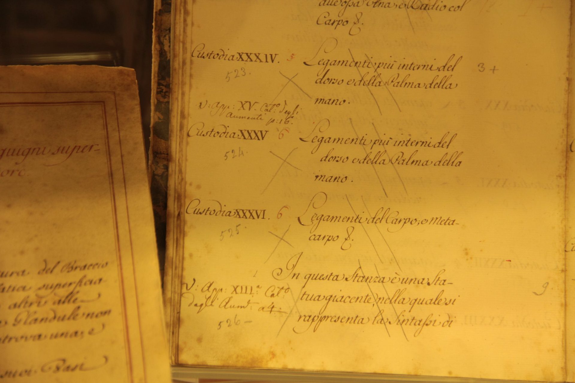 La Specola, The Natural History Museum of the University of Florence (14).JPG